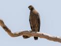 Crested Serpent Eagle-9122.jpg